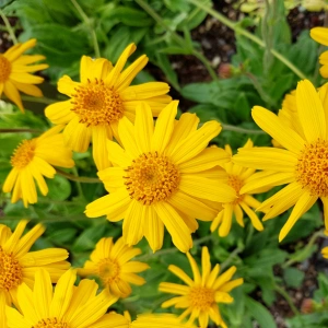 Arnica CO2