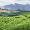 rolling hills of Douglas Firs n the foreground with mountains of New Zealand in the background