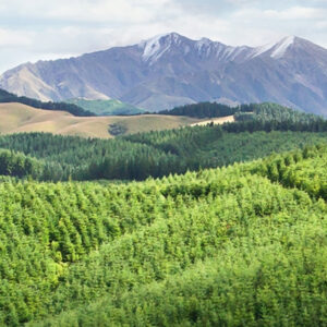 rolling hills of Douglas Firs n the foreground with mountains of New Zealand in the background