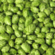 Hops CO2