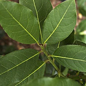 Bay Laurel