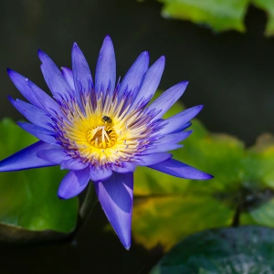 Blue Lotus Absolute 10%