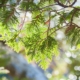 Incense Cedar Wood