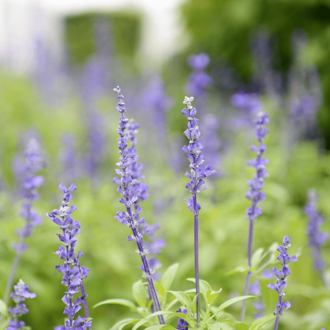 Clary Sage, France