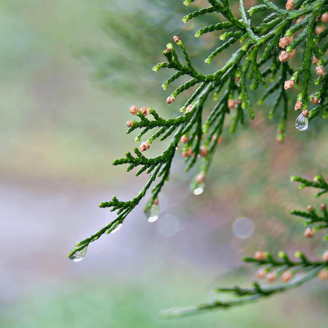 Cypress
