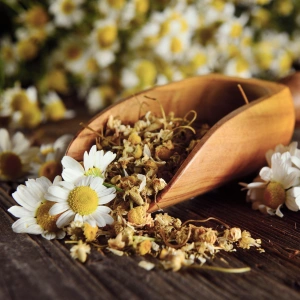 Chamomile, German, CO2 TOTAL, 10% Dilution