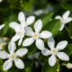 Jasmine Grandiflora Absolute