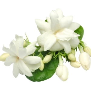 Jasmine Grandiflora Wax