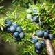 Juniper Berry