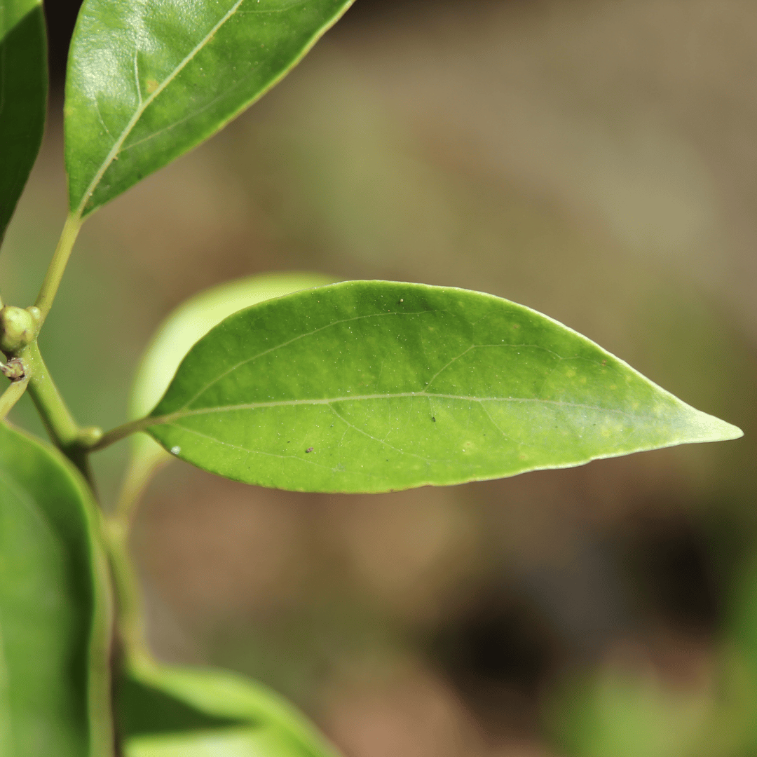 Ravintsara in Calophyllum
