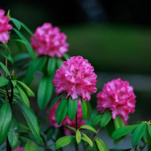 Lola's Rhododendron