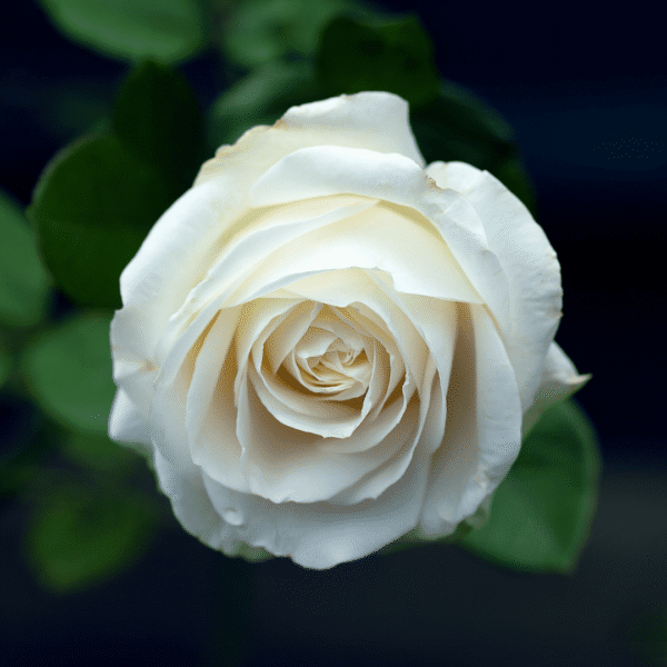 RosaAlbaWhite-plant-600x600.png