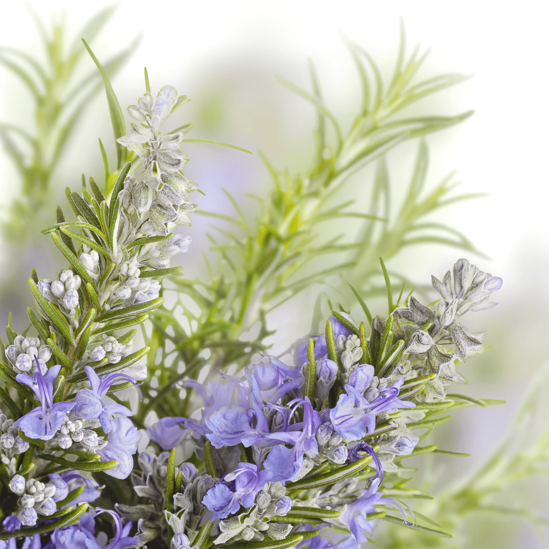 Rosemary Cineole