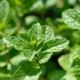 Spearmint