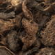Spikenard - Nepal