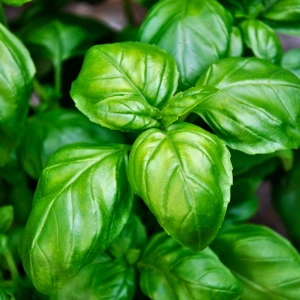 Basil, Sweet