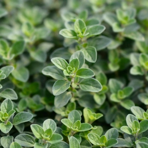 Lola's Sweet Marjoram