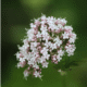 Valerian