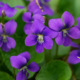 Violet Leaf Absolute