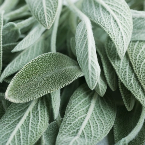 White Sage