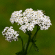 Yarrow Hydrosol