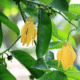 Ylang-Ylang VOP