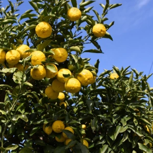 Yuzu
