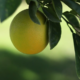 Grapefruit, Red