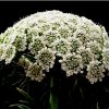 Ammi Visnaga flower