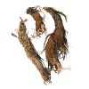 Spikenard