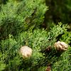 Cypress Fruits