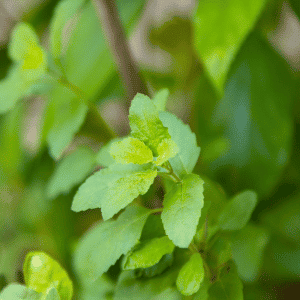 Holy Basil (Tulsi)