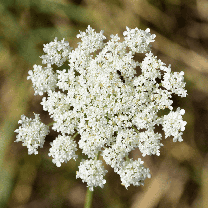 Carrot Seed, Queen Anne's Lace