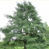 Cedarwood Atlas tree