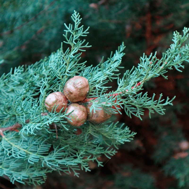Cypress Fruit