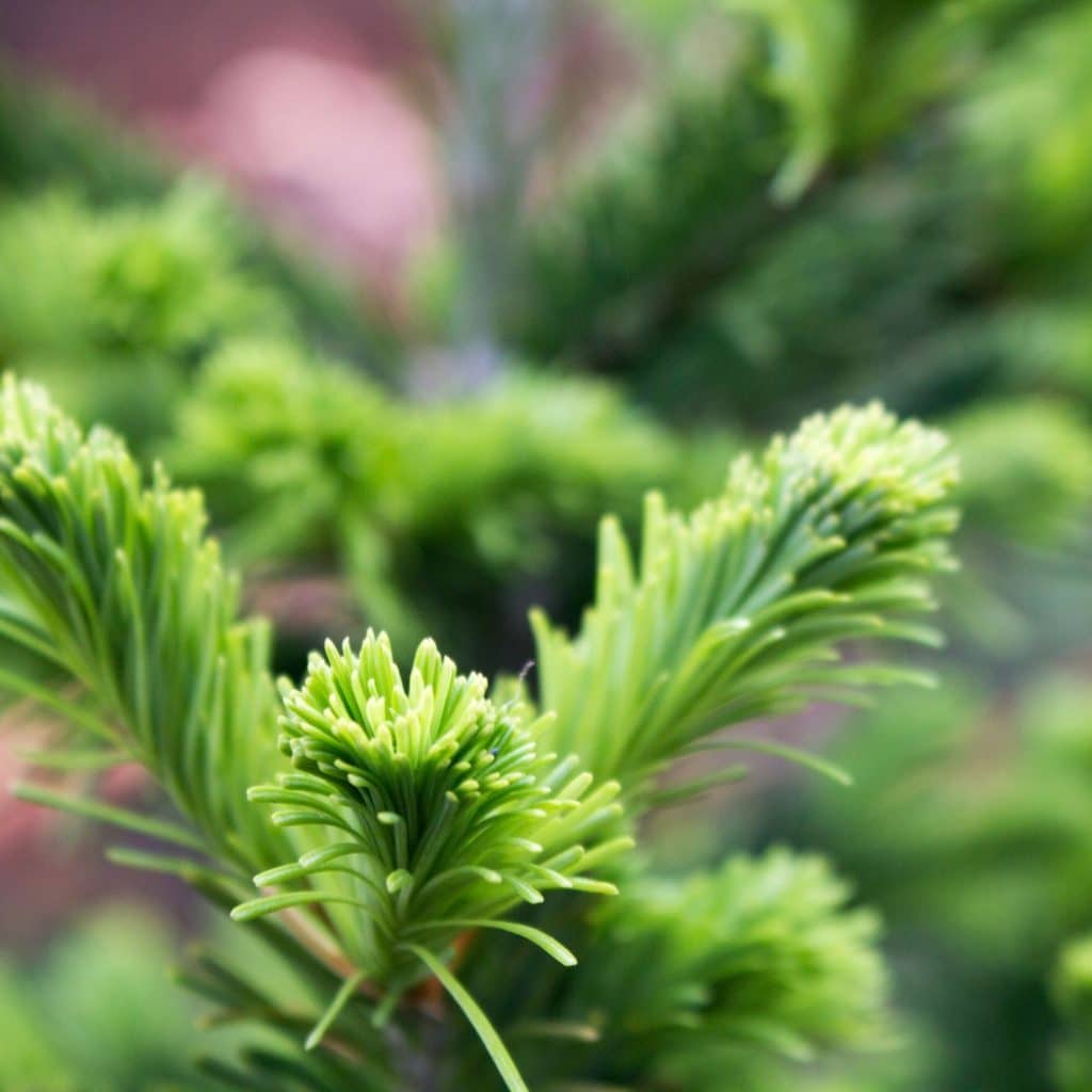 WHAT IS SIBERIAN FIR visual data 3