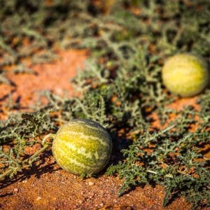 Kalahari Melon