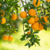 Sweet Oranges on branch