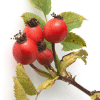 Rose Hip SEED CO2