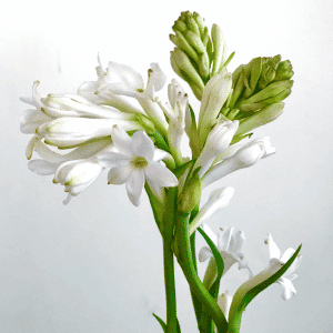 Tuberose